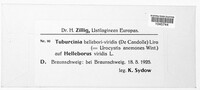 Image of Tuburcinia hellebori-viridis